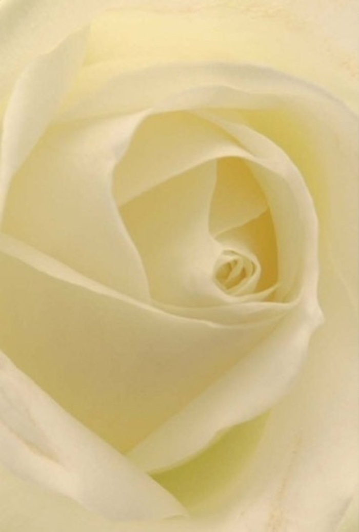 Viewed up close, this white rose comes alive with layers of creamy softness, each petal elegantly wrapped around its luminous core-a vision of tranquility that echoes the gentle pace of life in Creekmouth. The blend of white and soft cream glows softly under natural lighting, reminiscent of daylight reflecting off the waters near Barking Creek Park. The petals' arrangement reveals a spiral of near-perfection, projecting purity, quiet resilience, and the sophisticated artistry synonymous with local floral design. Subtle differences in tone and the interplay of shadow and highlight create a captivating texture, while the barely perceptible fragrance is as clean and refreshing as the river breeze that meanders through the neighbourhood. For Creekmouth florists, this rose symbolizes sincerity and grace-perfect as an offering for weddings, apologies, or romantic gestures. The composition, with every petal in harmonious balance, celebrates both natural beauty and the thoughtful curation behind each bouquet crafted for the area's diverse gatherings. This bloom radiates elegance and calm, suitable for any Creekmouth milestone, whether shared at home or delivered with care by Florist Creekmouth.